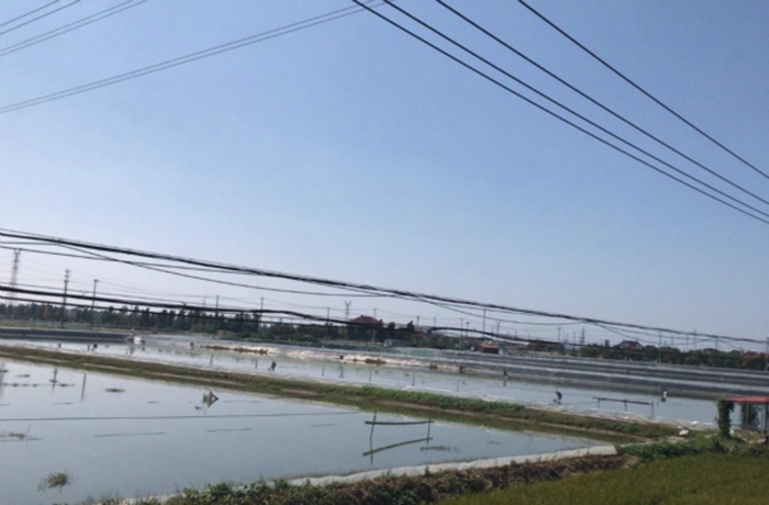 興化市昌榮鎮(zhèn)朝陽新村蟹塘。吉榮斌攝