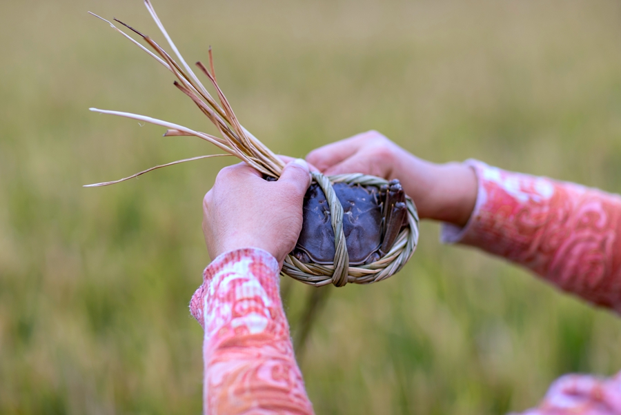 蟹農(nóng)在捆扎大閘蟹。周社根攝