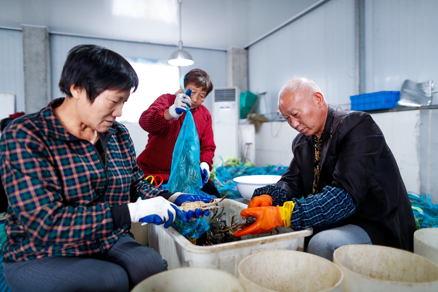 在新垛鎮(zhèn)螃蟹交易市場，蟹農在分揀大閘蟹。周社根攝