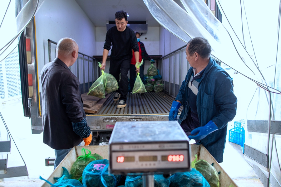 剛剛捕撈的大閘蟹即將進入市場。周社根攝