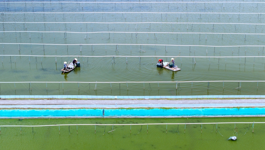 航拍興化一家螃蟹養(yǎng)殖基地。周社根攝