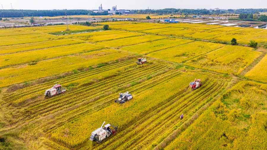 勝利圩片區(qū)高標準農(nóng)田里，水稻開鐮收割。劉列攝
