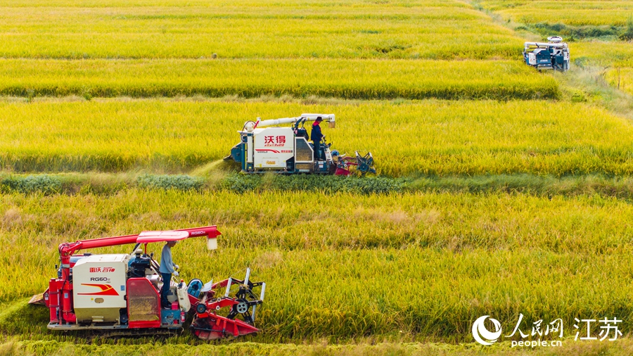 收割機在田間來回穿梭忙碌作業(yè)。人民網(wǎng) 楊維瓊攝