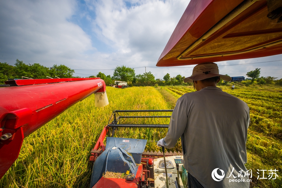 農(nóng)戶搶抓晴好天氣，加緊機械化收割作業(yè)。人民網(wǎng) 楊維瓊攝
