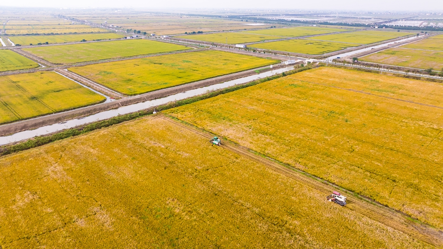 勝利圩片區(qū)高標(biāo)準(zhǔn)農(nóng)田里，水稻進(jìn)入成熟期。劉列攝