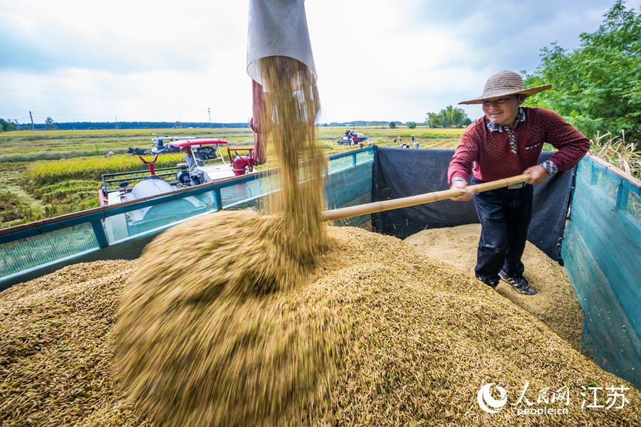 新收獲的稻粒裝車。人民網(wǎng) 楊維瓊攝