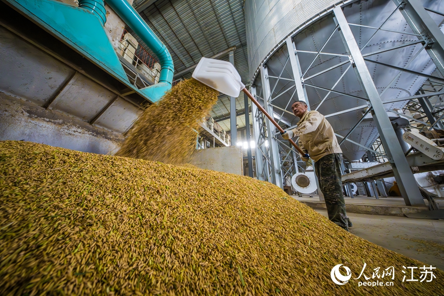 新稻顆粒歸倉。人民網 楊維瓊攝