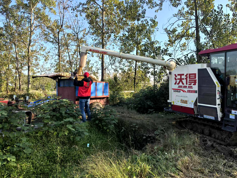 志愿者配合駕駛員將稻谷裝進運糧車。孫靜攝