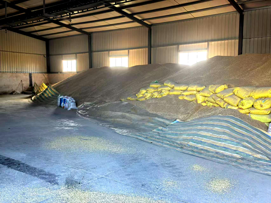 農(nóng)戶臨時(shí)擺放稻谷的糧倉。孫靜攝