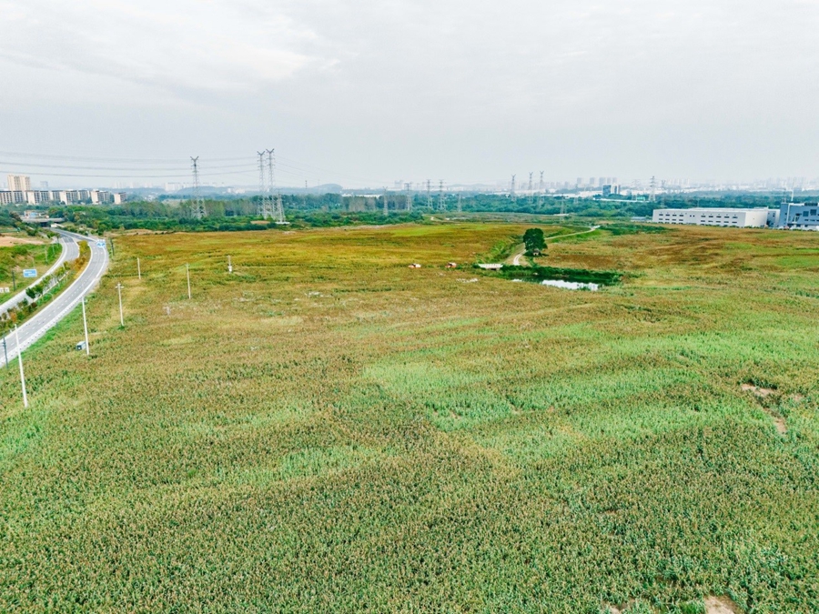 秦淮社區(qū)的600余畝高粱進(jìn)入成熟期。溧水經(jīng)開區(qū)供圖