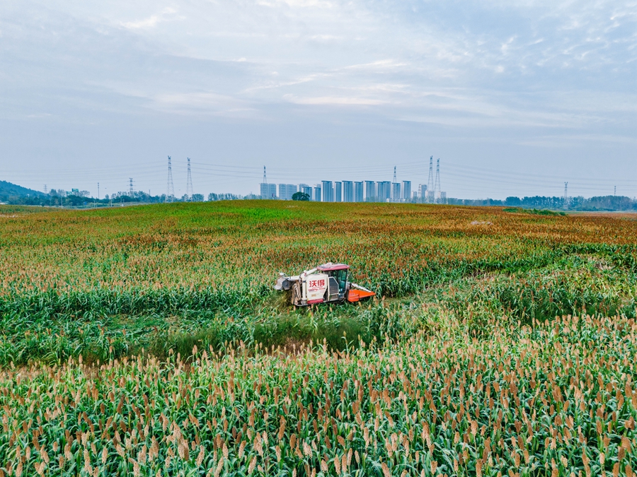 農(nóng)戶搶抓晴好天氣，加緊機械化收割。溧水經(jīng)開區(qū)供圖