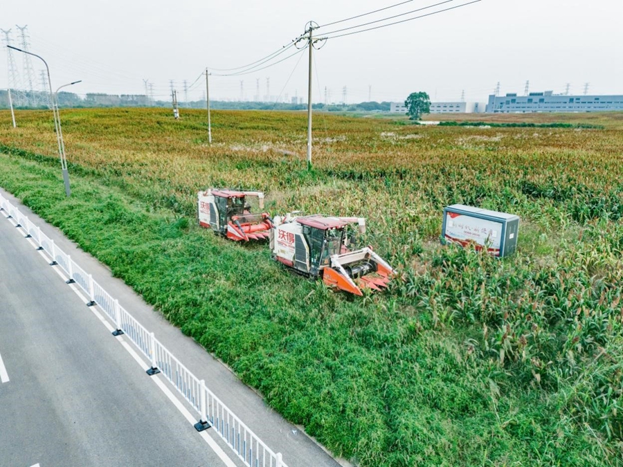 農(nóng)戶搶抓晴好天氣，加緊機(jī)械化收割。溧水經(jīng)開區(qū)供圖
