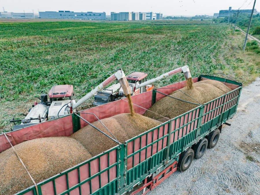 新收獲的高粱裝入運糧車。溧水經(jīng)開區(qū)供圖