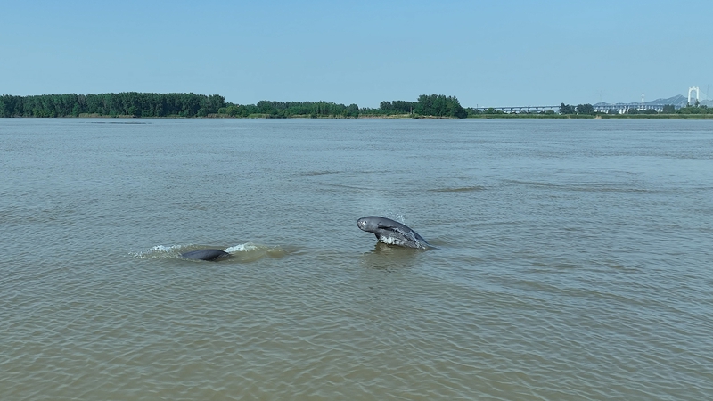 江豚在保護(hù)區(qū)水域暢游。鎮(zhèn)江長江豚類省級自然保護(hù)區(qū)供圖