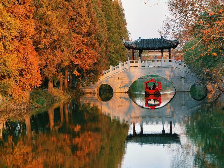 焦山的水杉進入最佳觀賞期。莫玉顰攝