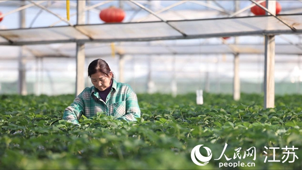 四季春農(nóng)業(yè)園里，葉明蘭在打理草莓。人民網(wǎng) 余樂(lè)攝