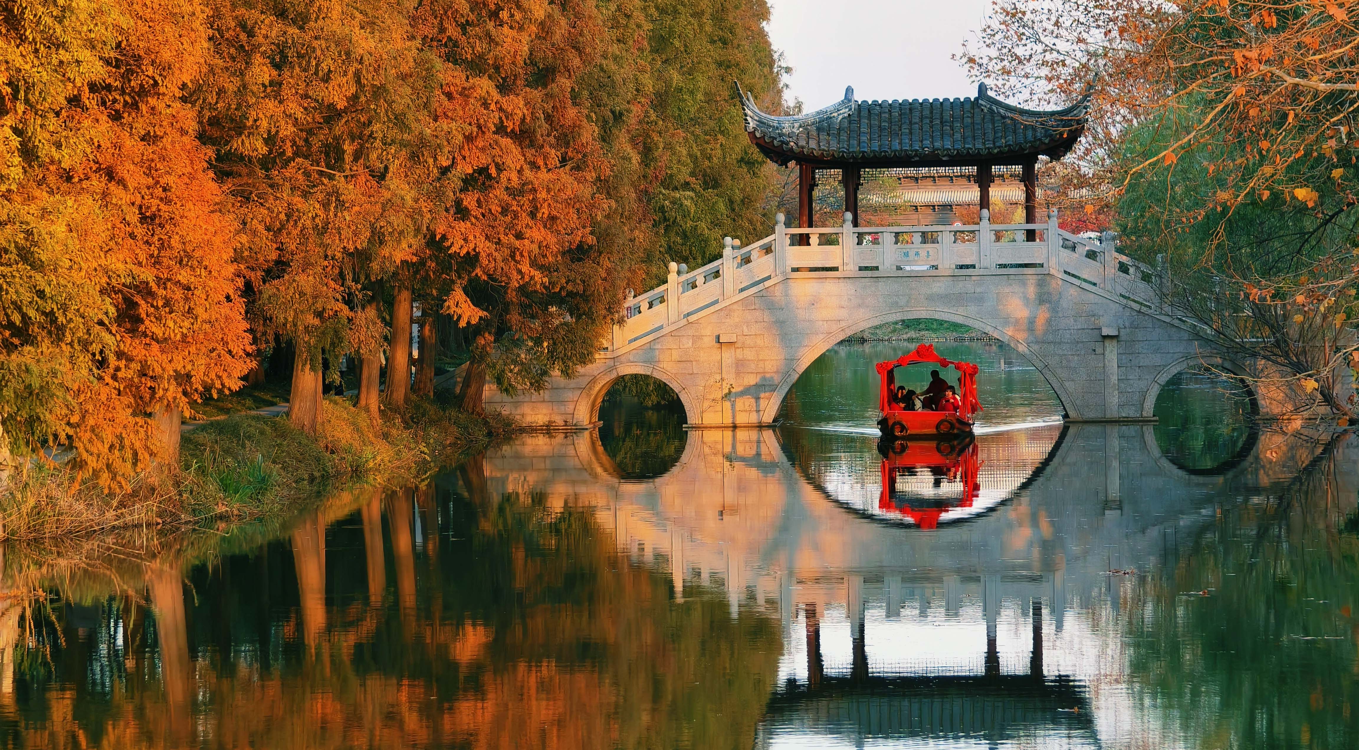 焦山的水杉進(jìn)入最佳觀賞期。莫玉顰攝