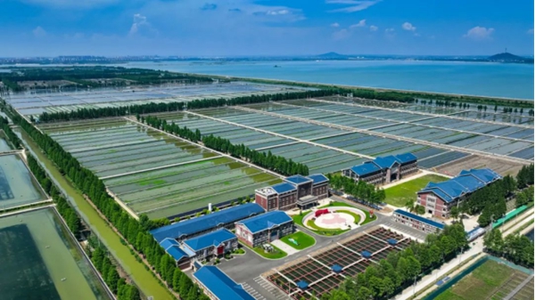 固城湖中華絨螯蟹原種場。劉列攝