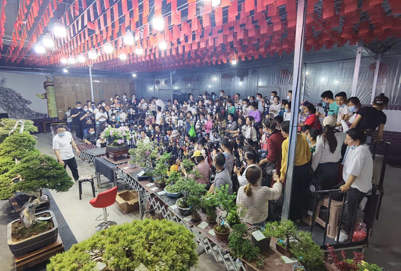 花木電商主播通過矩陣直播與粉絲互動(dòng)，提升銷量。丁華明攝