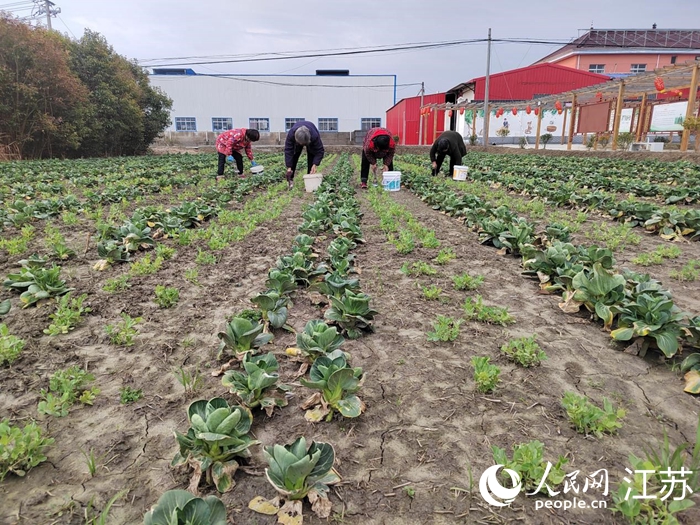 村民們?cè)诮o甜豌豆施肥。人民網(wǎng) 王丹丹攝