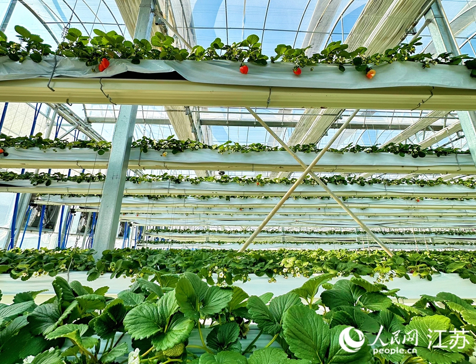 當(dāng)?shù)亓Ⅲw化種植的草莓。人民網(wǎng) 周夢(mèng)嬌攝