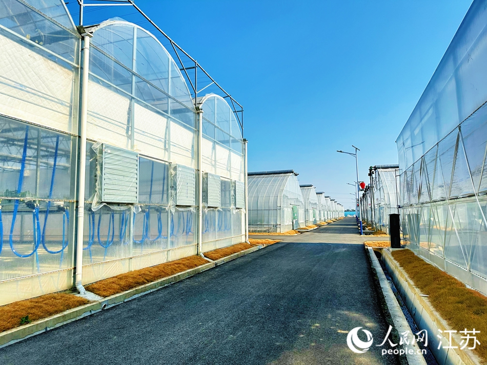 草莓溫室大棚。人民網(wǎng) 周夢嬌攝