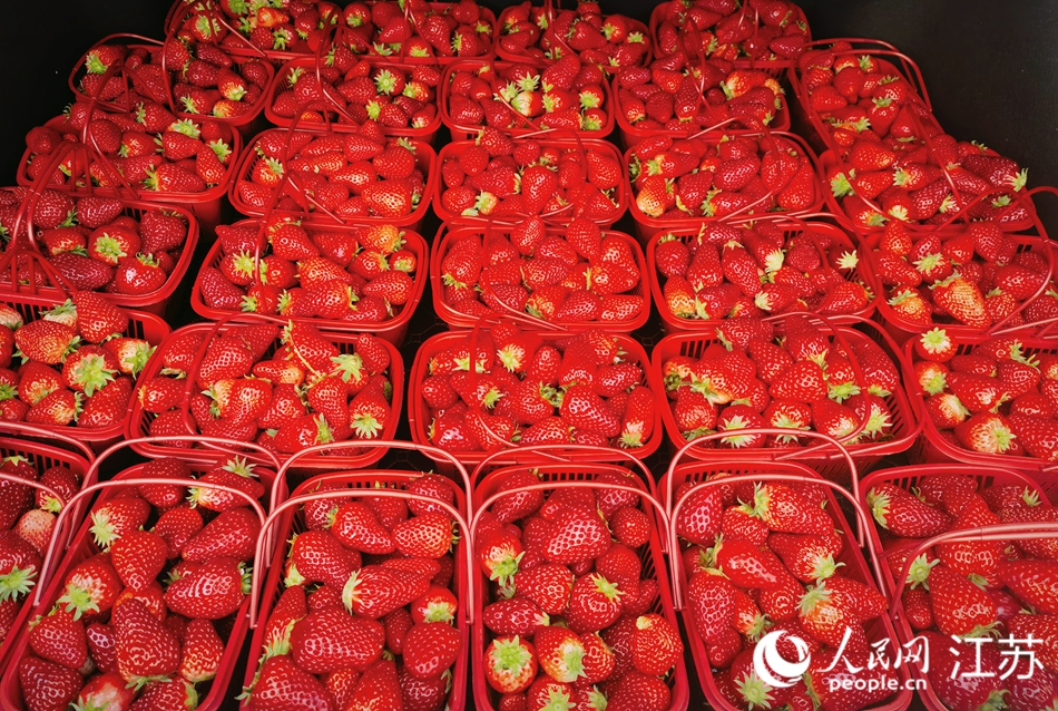 采摘好的草莓等待發(fā)售。人民網(wǎng) 周夢(mèng)嬌攝
