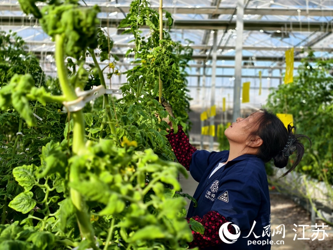 AI種地，農(nóng)民僅需參與采摘、落蔓、夾頭等工作。人民網(wǎng)記者 馬曉波攝