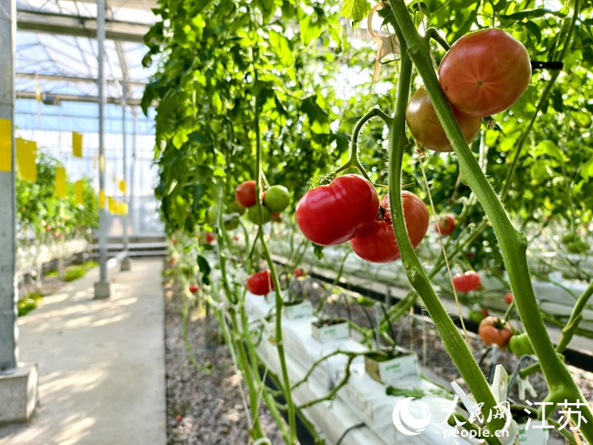 園區(qū)內(nèi)，AI種植的番茄。人民網(wǎng)記者 馬曉波攝