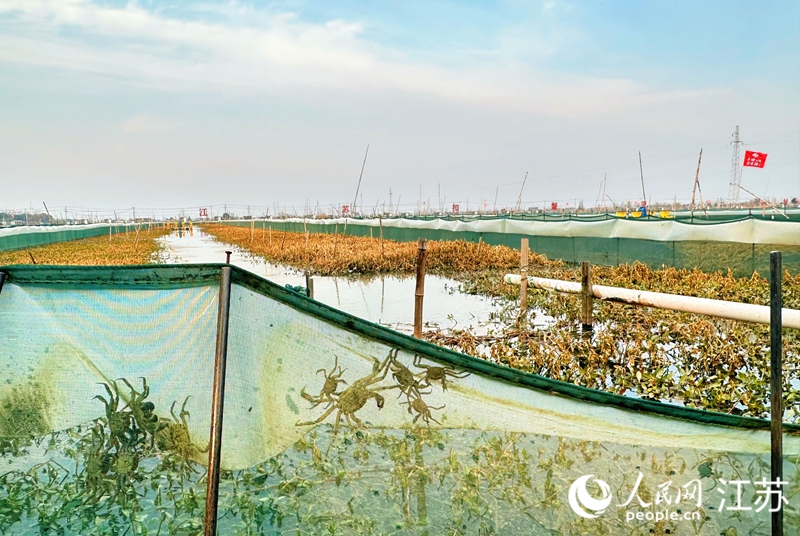 興湖社區(qū)扣蟹養(yǎng)殖基地里，扣蟹和早熟蟹爬上了防爬網(wǎng)。人民網(wǎng) 周夢(mèng)嬌攝