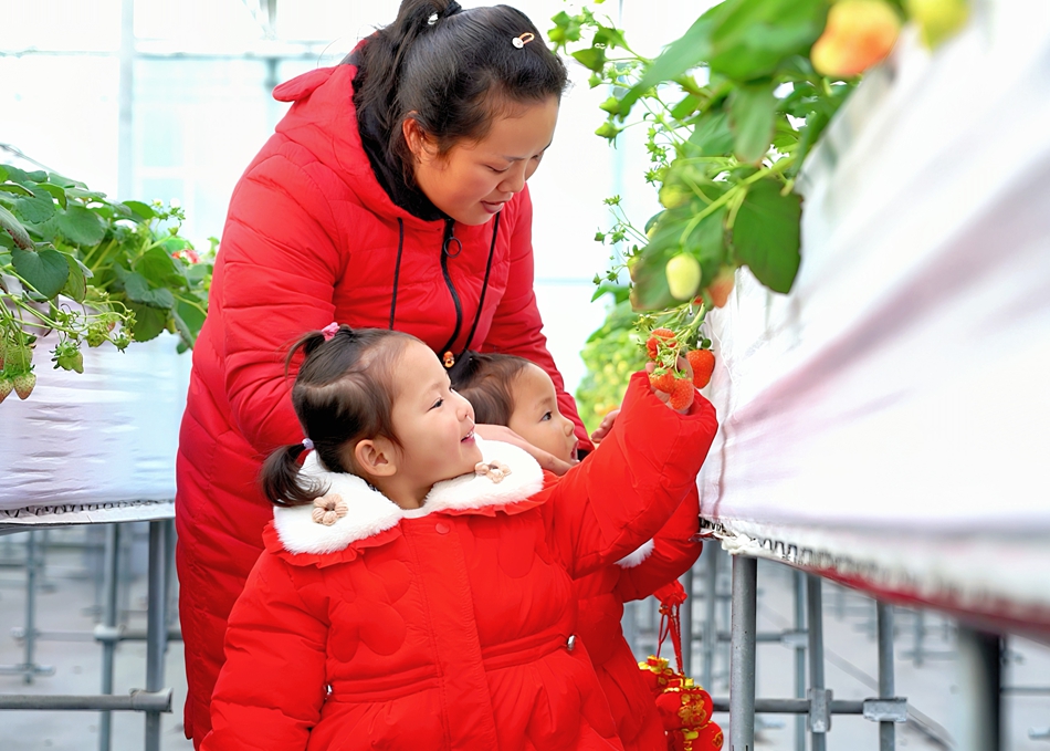 市民游客采摘草莓。鹽都區(qū)委宣傳部供圖