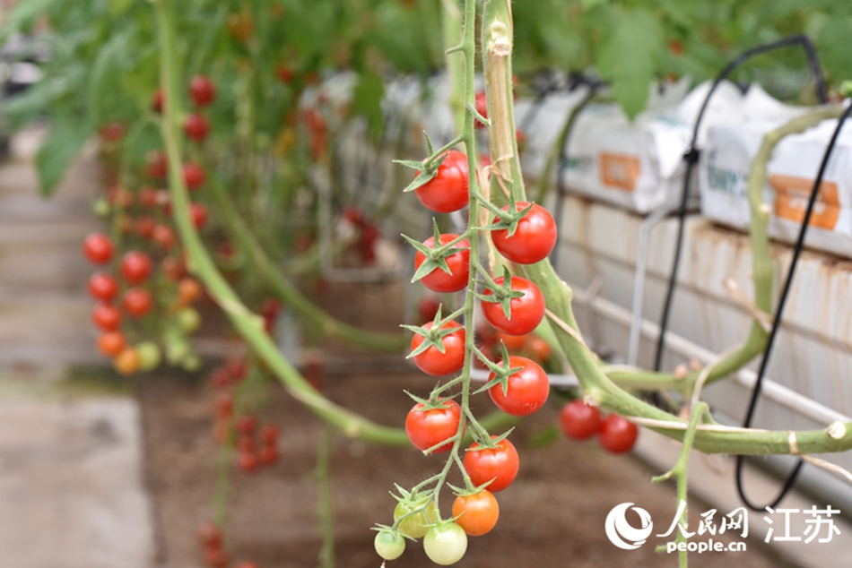 云臺農(nóng)場里種植的“空中番茄”。人民網(wǎng) 張瀚天攝