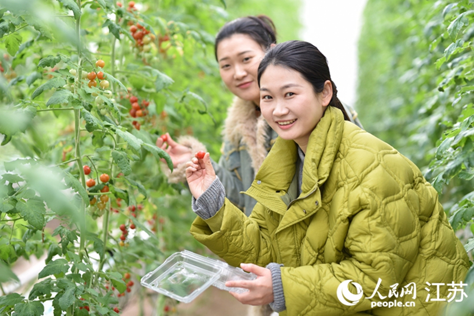 市民游客體驗(yàn)采摘。人民網(wǎng) 張瀚天攝