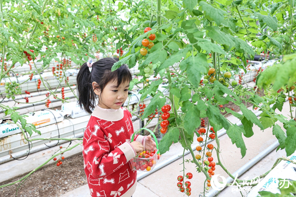 小朋友體驗(yàn)采摘。人民網(wǎng) 張瀚天攝