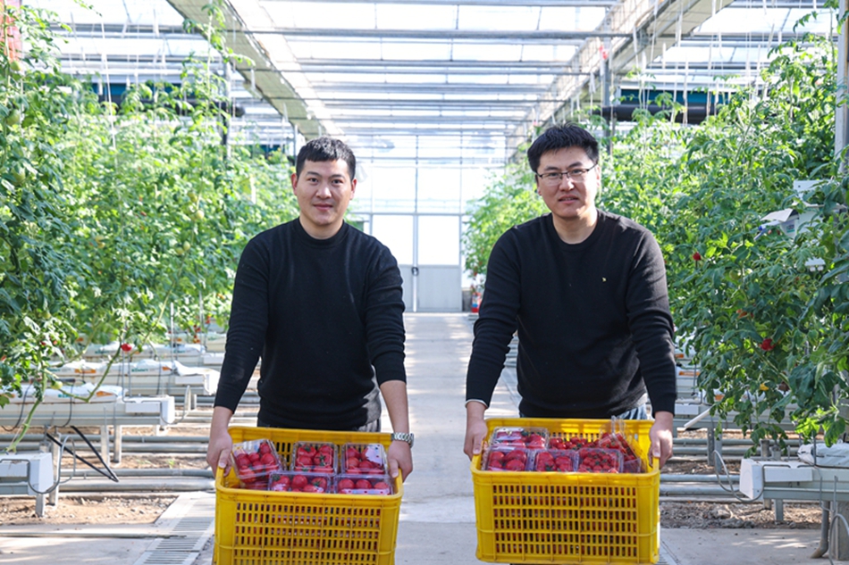 無土栽培番茄迎來新一批收獲。吳成瑤 攝