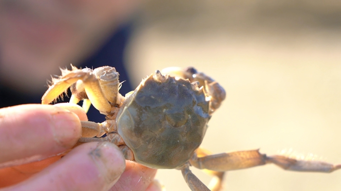 一只活力旺盛的扣蟹。魏宏偉攝