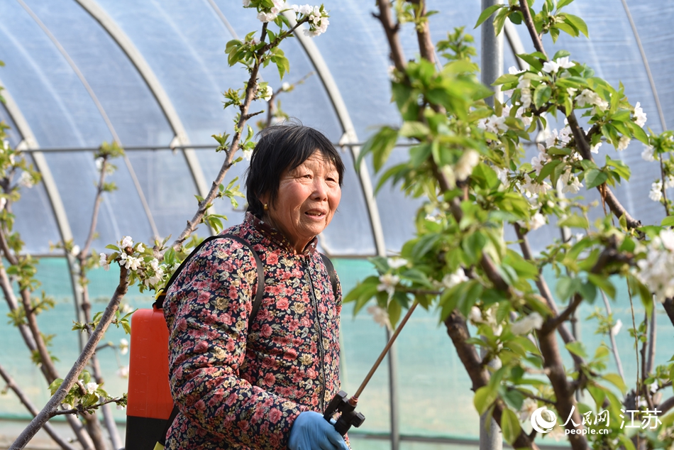 果農(nóng)正在進行人工授粉。司偉攝