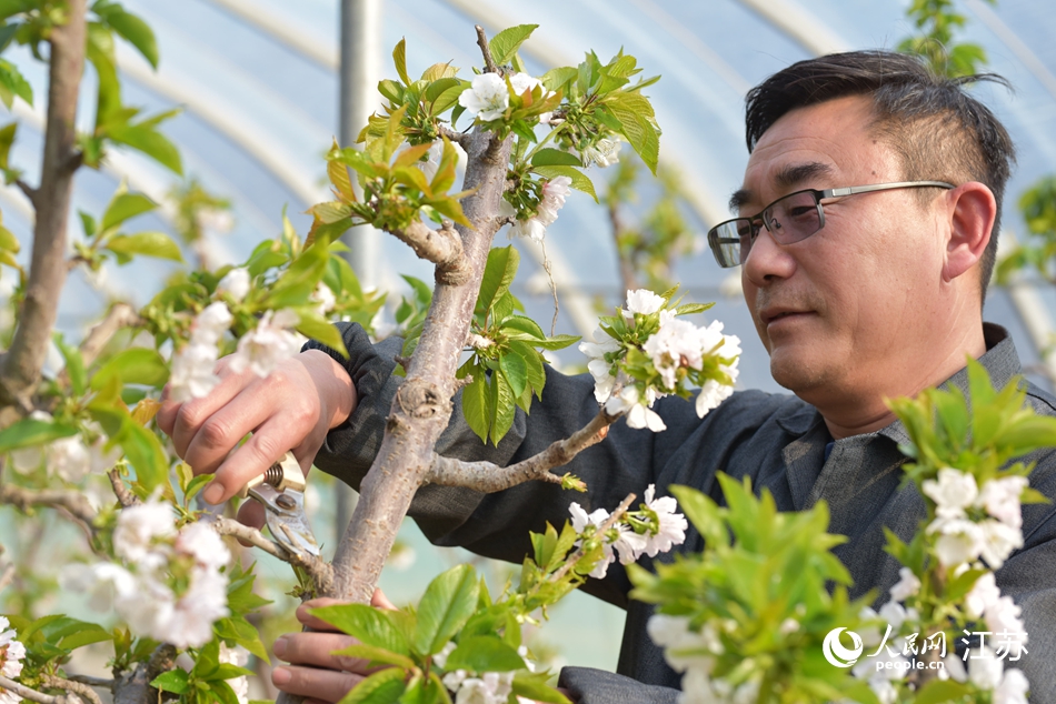 農(nóng)藝師進(jìn)行修枝。人民網(wǎng) 張瀚天攝