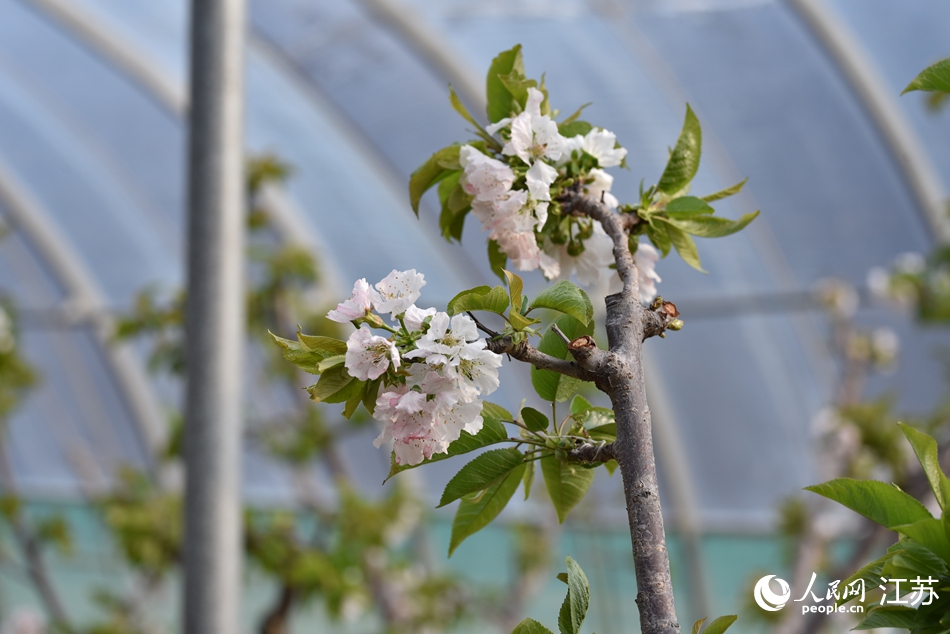 謝湖村大棚櫻桃早早開花。人民網(wǎng) 張瀚天攝