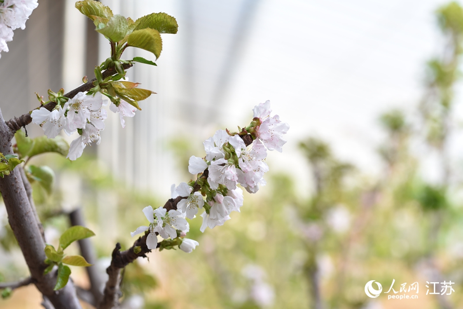 櫻桃花開滿枝頭。人民網(wǎng) 張瀚天攝