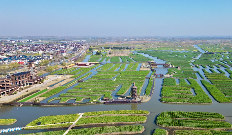 3月17日，興化垛田油菜花黃綠交織。興化文旅公司供圖