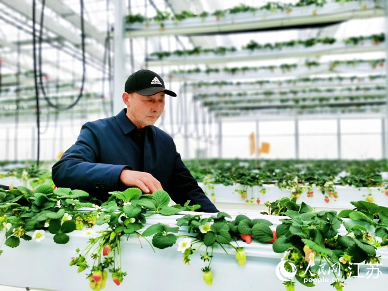 陳正海查看高空草莓生長情況。人民網(wǎng) 周夢嬌攝