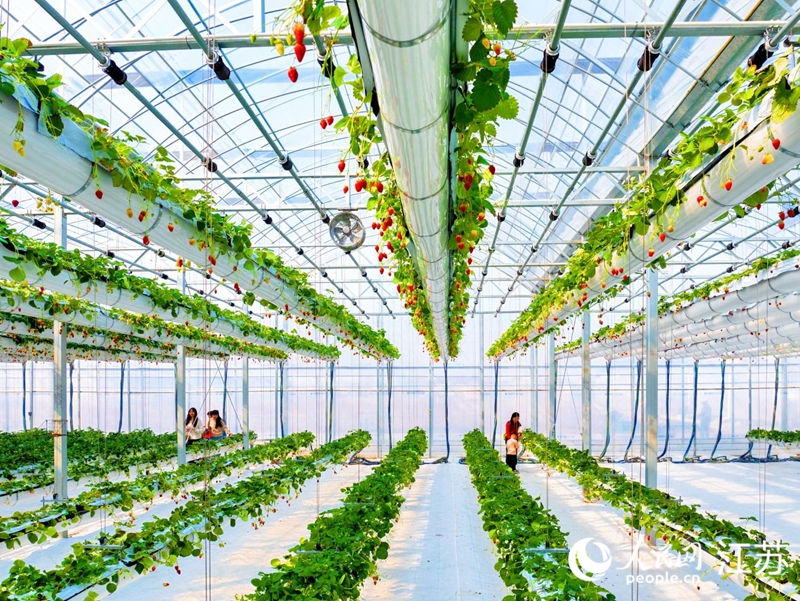 高空草莓大棚場景。人民網(wǎng) 周夢嬌攝
