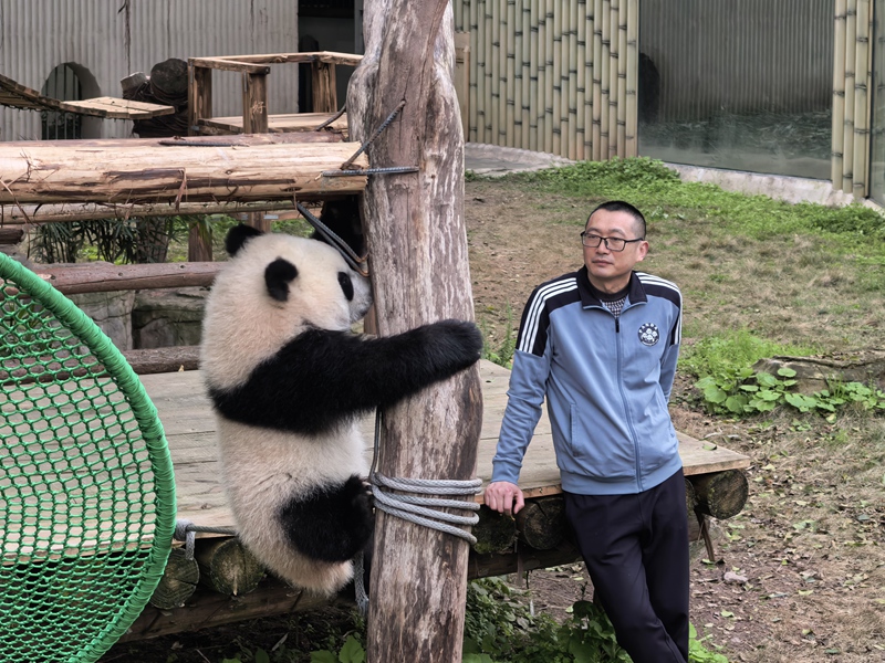 張乃成在照顧熊貓。灌南縣委宣傳部供圖