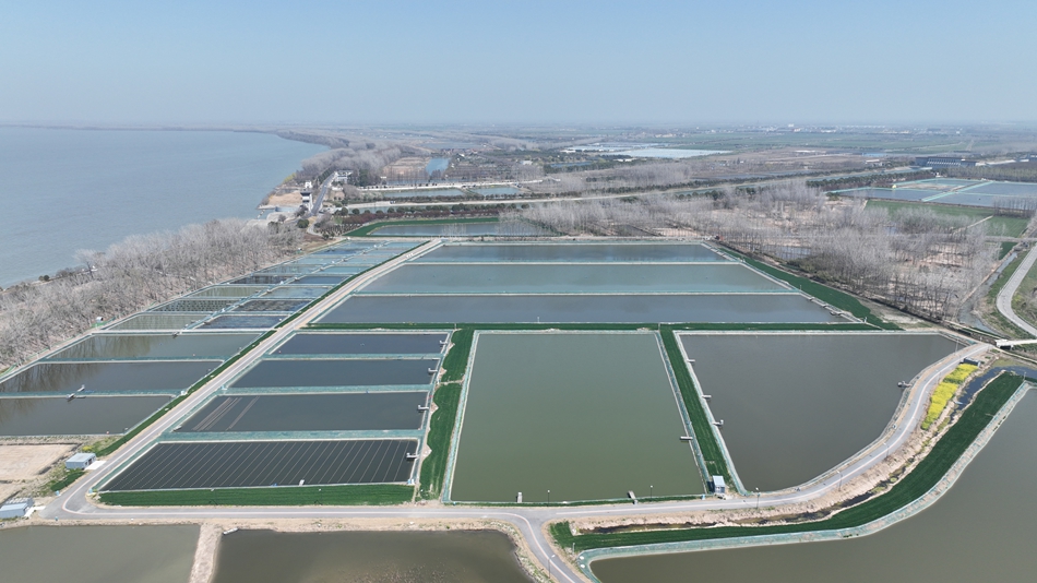 航拍蔣壩鎮(zhèn)頭河村2000畝螺螄養(yǎng)殖基地。萬震攝