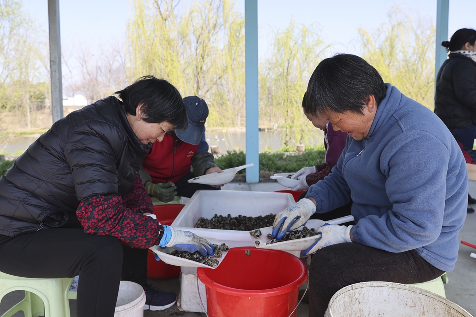 當(dāng)?shù)仞B(yǎng)殖戶對螺螄進行清洗、挑選。萬震攝