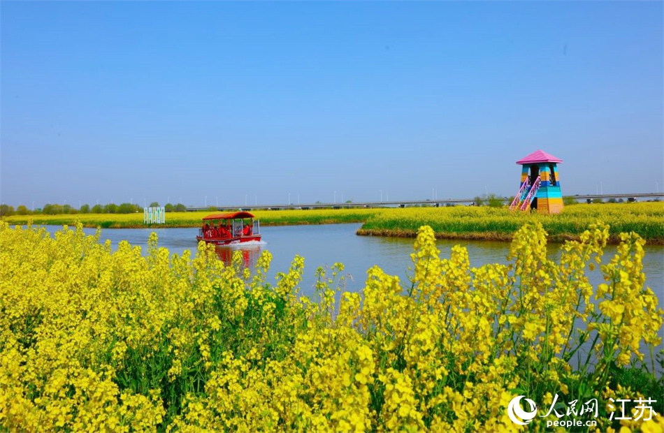 高郵湖畔油菜花開(kāi)。人民網(wǎng) 范堯攝
