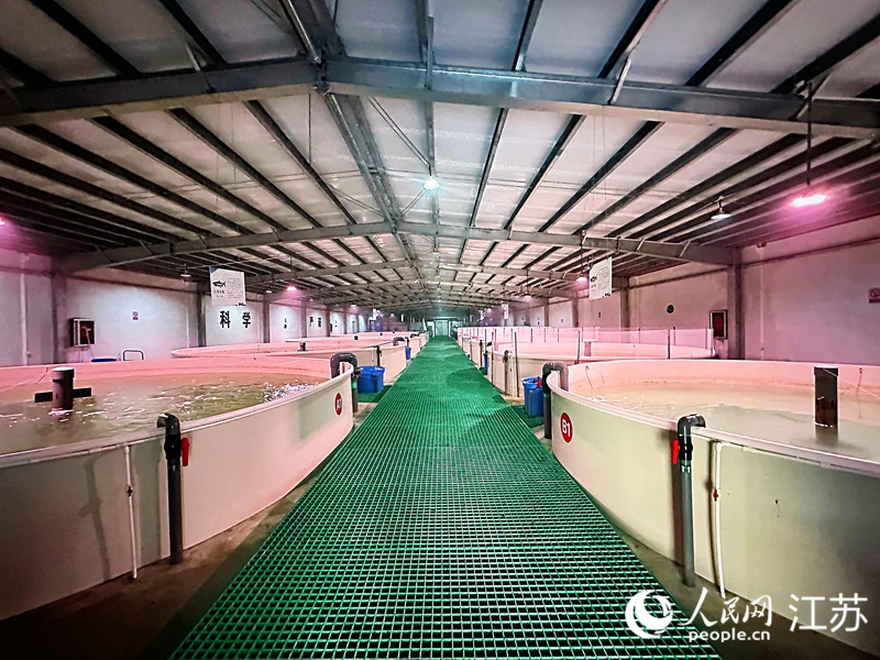 濱海縣陶灣海洋牧場(chǎng)陸上冷水魚(yú)養(yǎng)殖試驗(yàn)基地。人民網(wǎng) 周夢(mèng)嬌攝