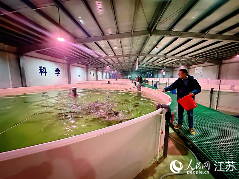 王晨浩在給三文魚(yú)喂食。人民網(wǎng) 周夢(mèng)嬌攝