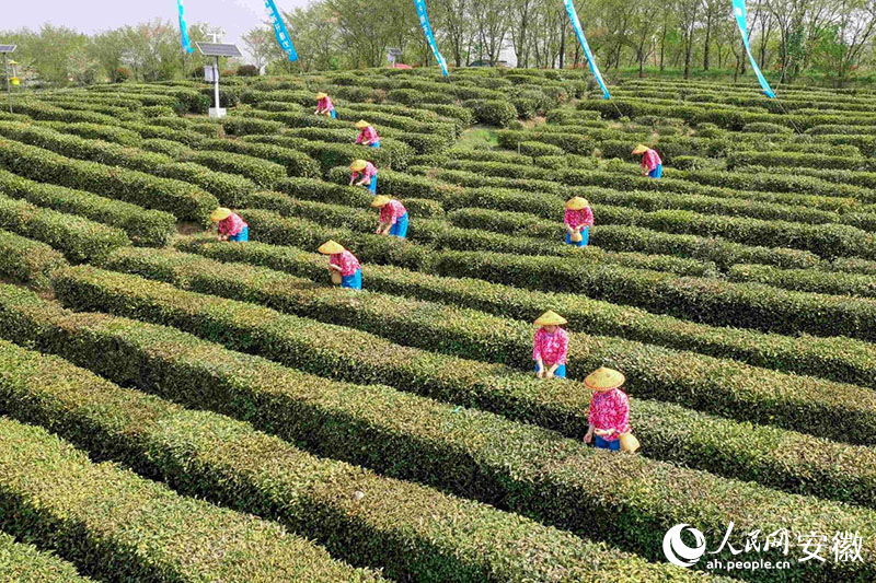 徽茶開采。人民網(wǎng)記者 陳若天攝